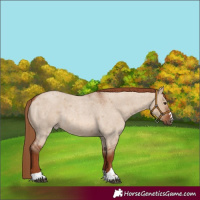 Horse Color:Red Dun Roan 