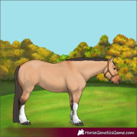 Horse Color:Bay Dun Tobiano 