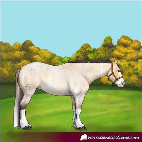 Horse Color:Buckskin Roan Dun Sabino Splash 