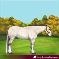 Horse Color:Buckskin Roan Dun Sabino Splash 