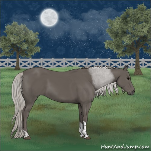 Horse Color:Silver Black Tobiano 