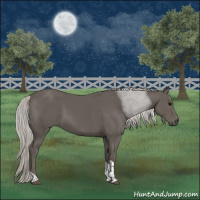 Horse Color:Silver Black Tobiano 