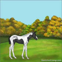 Horse Color:Black Tobiano 
