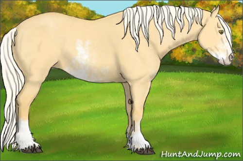 Horse Color:Palomino Dun Sabino 