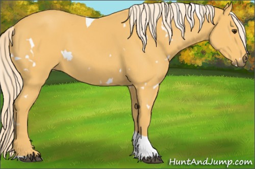 Horse Color:White Spotted Palomino Tobiano