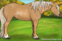 Horse Color:Palomino Sabino