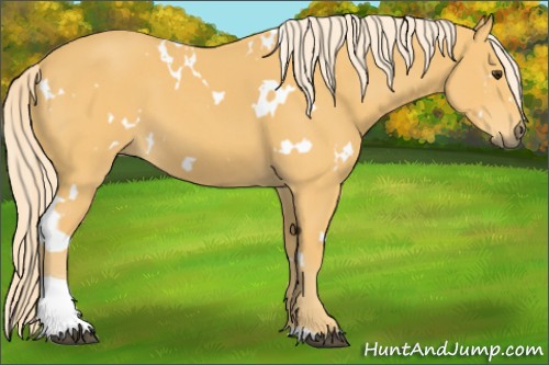Horse Color:White Spotted Palomino Tobiano 