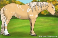 Horse Color:White Spotted Palomino Tobiano 