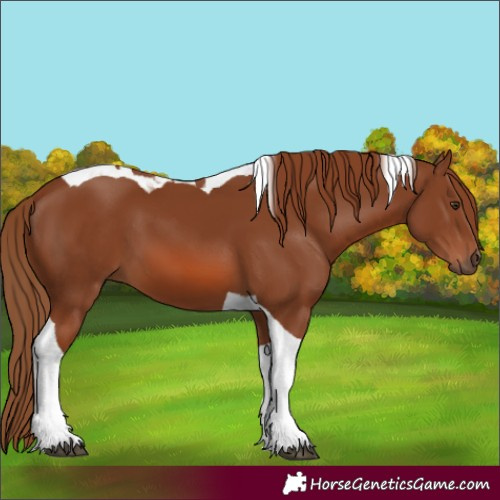 Horse Color:Chestnut Tobiano 