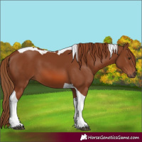 Horse Color:Chestnut Tobiano