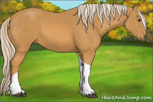Horse Color:Palomino Tobiano 