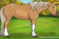 Horse Color:Palomino Tobiano 