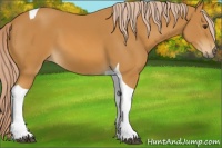 Horse Color:Palomino Tobiano 