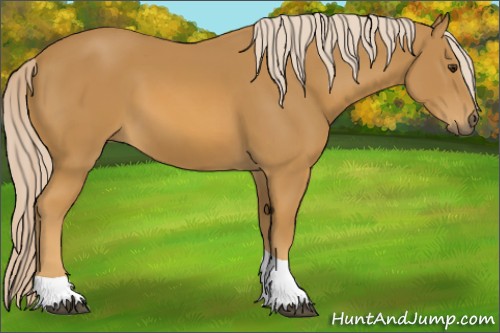 Horse Color:Palomino Sabino Tobiano