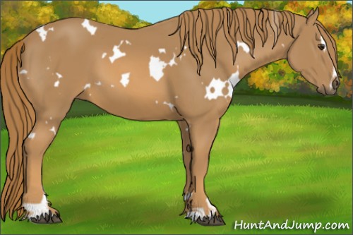Horse Color:White Spotted Chestnut Sabino 
