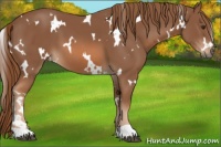 Horse Color:White Spotted Chestnut 