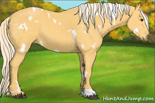 Horse Color:White Spotted Palomino 