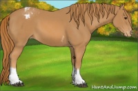 Horse Color:Chestnut Tobiano Appaloosa