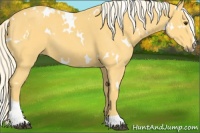 Horse Color:White Spotted Palomino Sabino