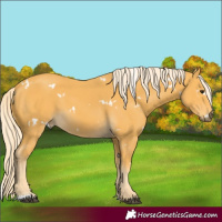 Horse Color:White Spotted Palomino 
