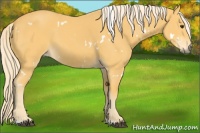 Horse Color:White Spotted Palomino 