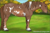 Horse Color:White Spotted Chestnut