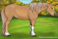 Horse Color:Palomino Sabino Tobiano 