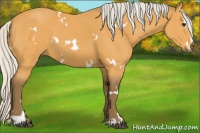 Horse Color:White Spotted Silver Buckskin Sabino