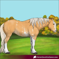 Horse Color:Palomino Sabino Tobiano