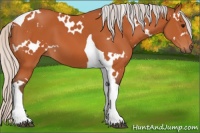 Horse Color:White Spotted Silver Bay Tobiano