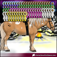 Horse Color:White Spotted Palomino 