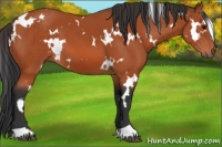 Horse Color:White Spotted Bay 