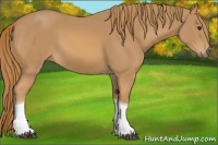 Horse Color:Chestnut Tobiano