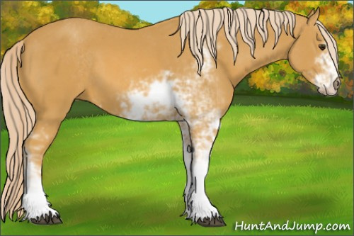 Horse Color:Palomino Sabino 