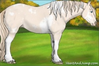 Horse Color:White Spotted Perlino Tobiano 