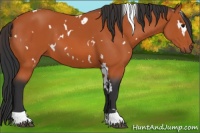 Horse Color:White Spotted Bay Tobiano