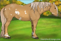 Horse Color:White Spotted Palomino Sabino 