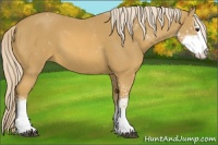 Horse Color:Palomino Sabino