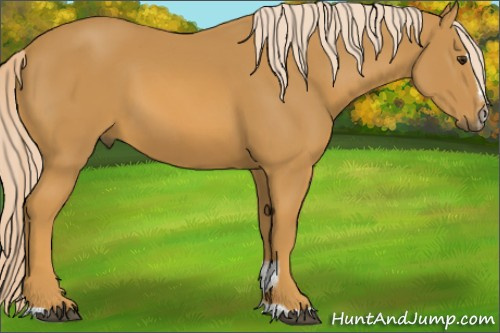 Horse Color:Unknown 