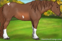 Horse Color:Chestnut Tobiano Rabicano 