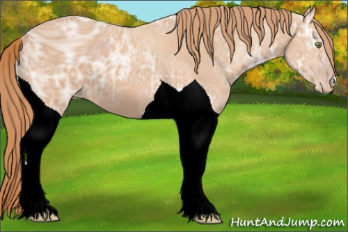Horse Color:ERROR: UNKNOWN ANOMALY