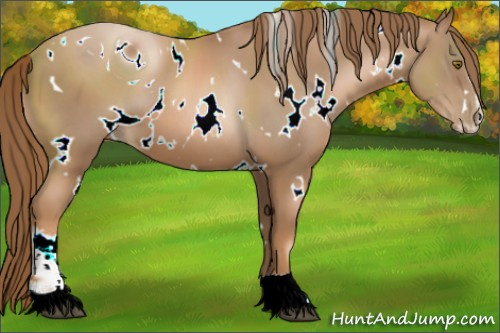 Horse Color:ERROR: UNKNOWN ANOMALY