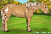 Horse Color:White Spotted Palomino