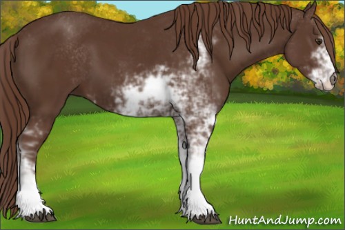 Horse Color:Liver Chestnut Sabino 