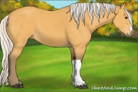 Horse Color:Silver Buckskin 