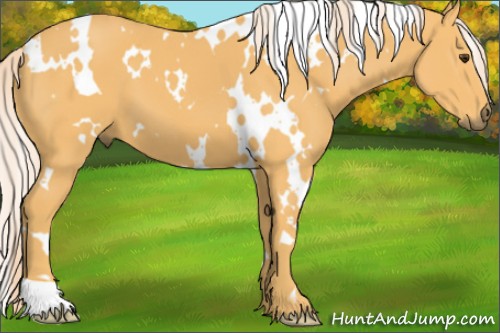 Horse Color:White Spotted Palomino 