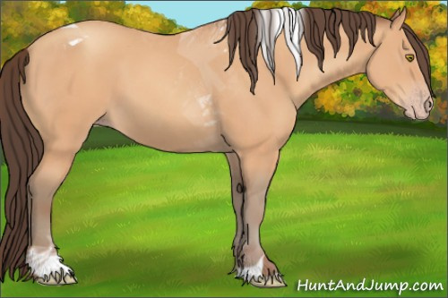 Horse Color:Amber Champagne Tobiano