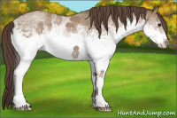 Horse Color:White Spotted Classic Champagne