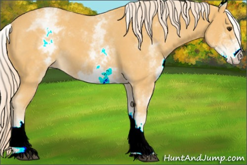 Horse Color:White Spotted Palomino 