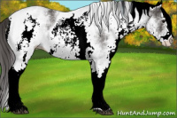 Horse Color:White Spotted Smoky Black